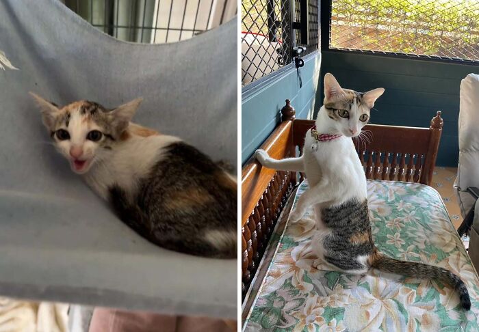 Side-by-side cat photos showing transformation before and after their life-changing adoption journey.