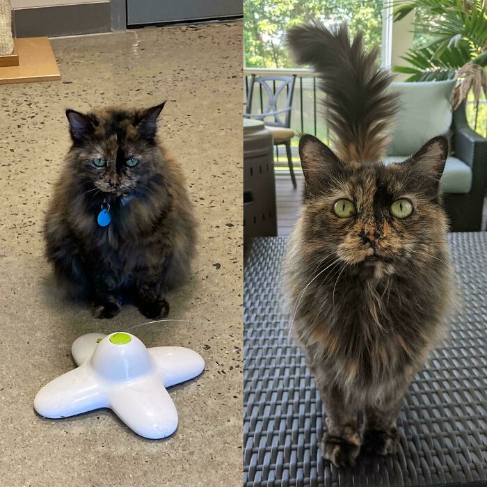 Tortoiseshell cat before and after adoption showing transformation in appearance and health in a home setting.
