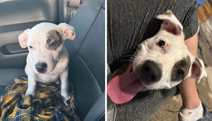 Before and after adoption photos of a happy rescue dog showing transformation and healing power after being adopted.