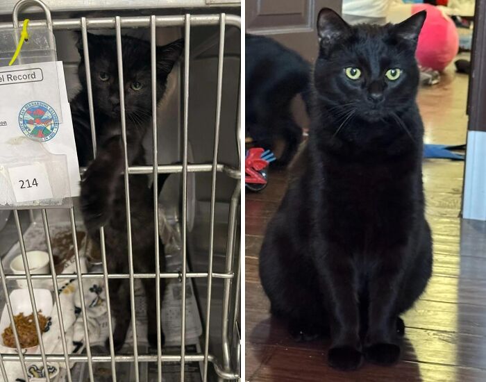 Black cat in a shelter cage before adoption, and the same cat healthy and happy after life-changing adoption.