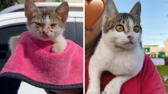 Before and after adoption photos of a cat showing its transformation and improved health and happiness.