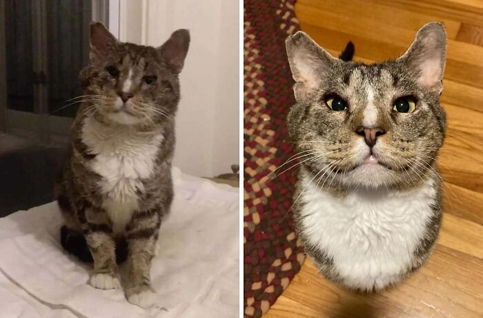 Cat photos showing a tabby cat before and after life-changing adoption, highlighting transformation and care.