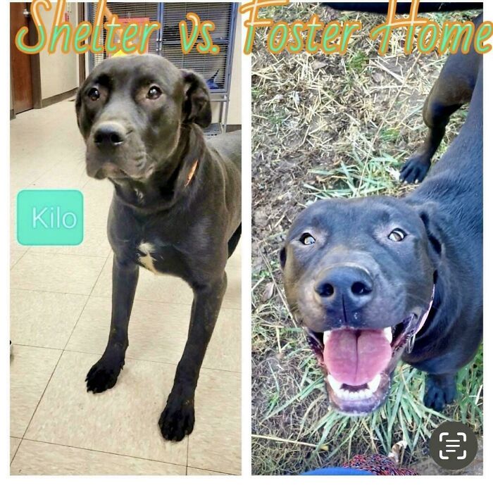 Before and after adoption photos of a rescue dog named Kilo showing transformation and healing.