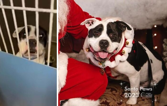 Rescue dog before adoption behind bars and after adoption smiling happily next to person in Santa costume.