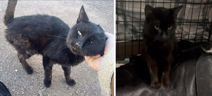 Black cat before and after adoption showing transformation from rough outdoor condition to cozy indoor comfort.