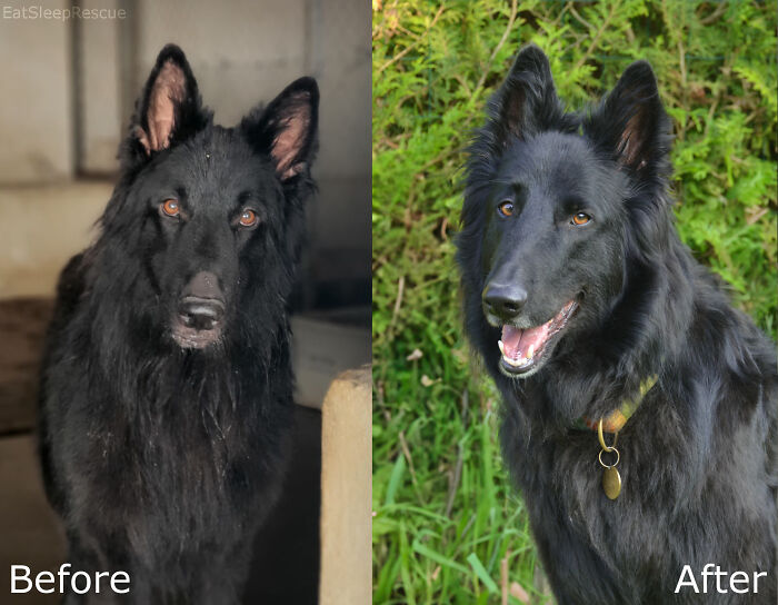 Before and after adoption photos of a black rescue dog showcasing the healing power of dog rescue and adoption.