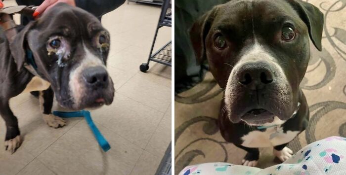 Before and after photos of a rescued dog showing healing and transformation after adoption.