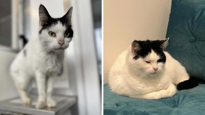Before and after adoption photos showing a cat's transformation from a thin, fragile state to a healthy, relaxed pet.