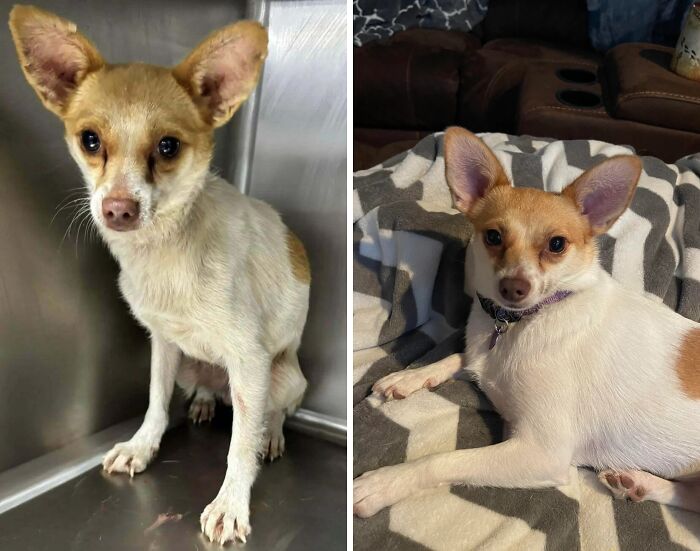 Side-by-side before and after adoption photos of a rescue dog showing its healing transformation and comfort.