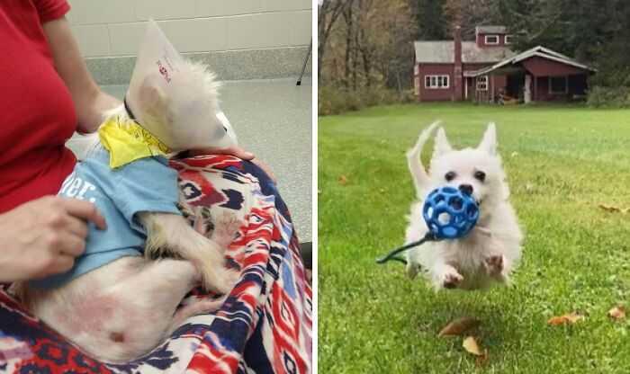 Before and after adoption photos of a rescue dog showing healing and joyful transformation in a loving home.