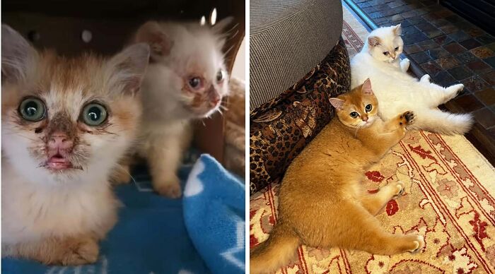 Side-by-side before and after photos of cats showing their transformation after life-changing adoption.