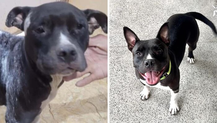 Before and after adoption photos of a black and white rescue dog showing healing and transformation.