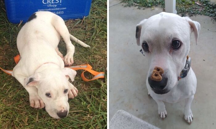 Before and after adoption photos of a white rescue dog showing transformation and healing through rescue and care.
