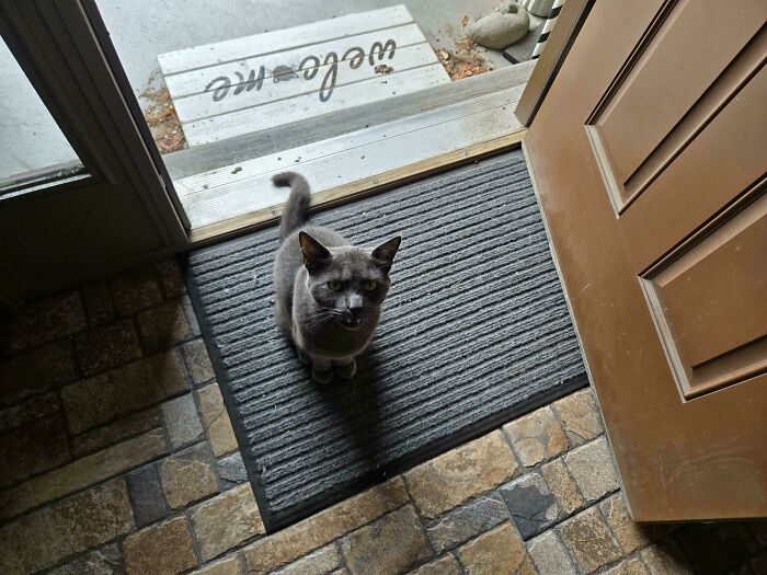 Gray cat meowing loudly on a welcome mat inside a doorway, capturing a candid moment of vocal cats.