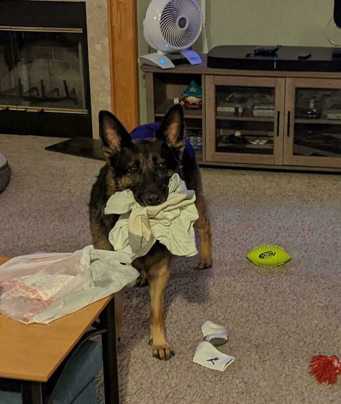 German Shepherd dog carrying a shirt, surrounded by toys and household items, showcasing goofy dog behavior.