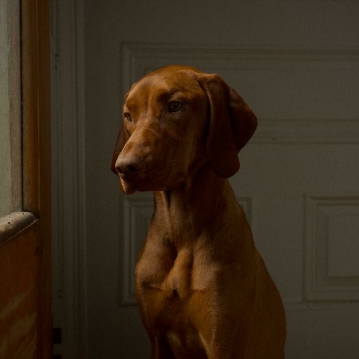 Accidental Renaissance photo of a brown dog sitting indoors by a window with soft natural light and muted background.