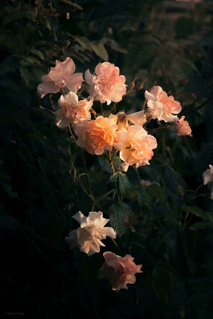Soft peach roses illuminated by gentle sunlight against a dark background, resembling a Renaissance masterpiece captured in nature.