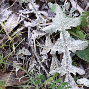 gundegajirgena avatar