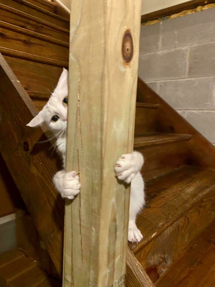 A white cat showing its sharp cat claw paws while peeking from behind a wooden stair post