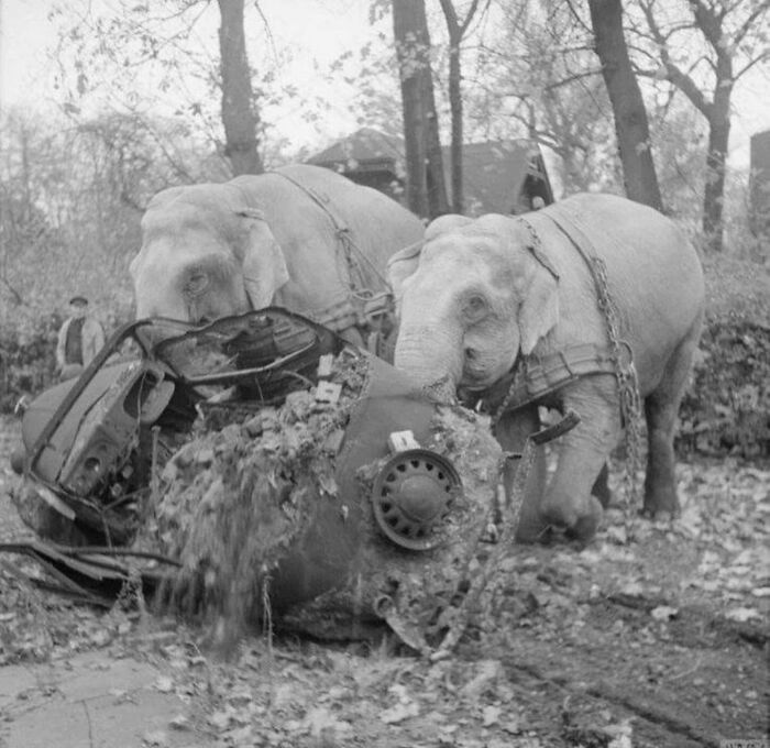 Two elephants hauling a crushed car out of a muddy forest creek in a weird history photo.