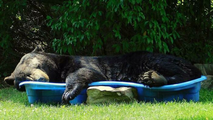 Giant black bear resting stretched out in a small blue plastic pool on grass surrounded by greenery.