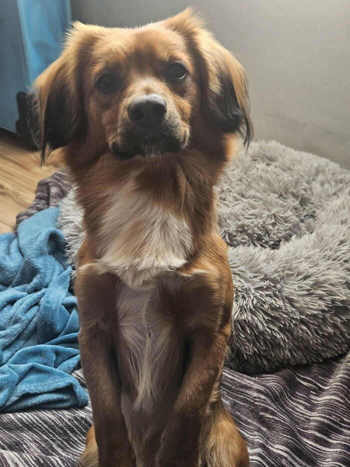 Brown dog sitting indoors on blankets near a fluffy dog bed, showcasing goofy dog behavior and personality.