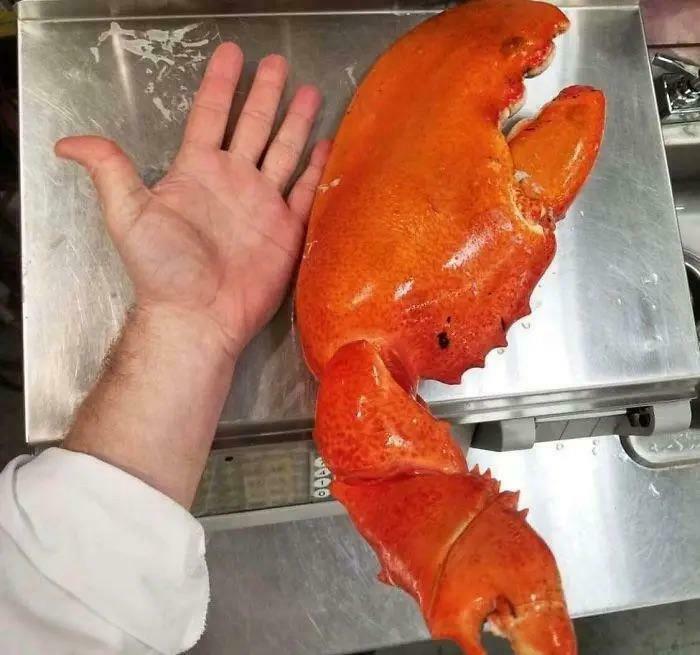 Giant lobster claw next to human hand for size comparison