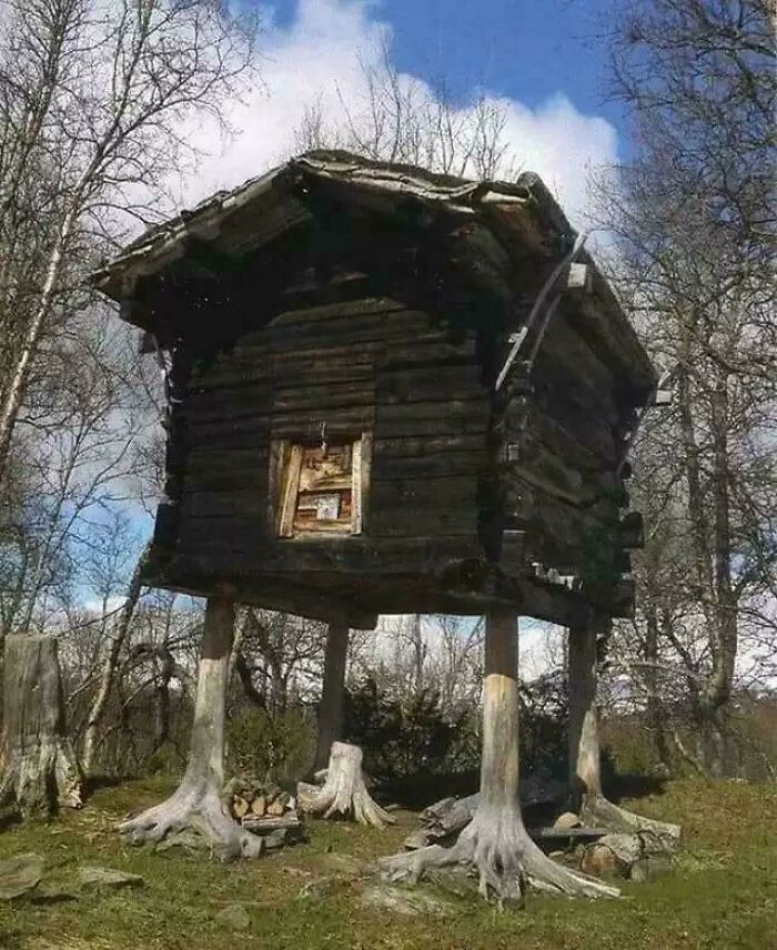 Elevated cabin with tree roots as legs in forest setting