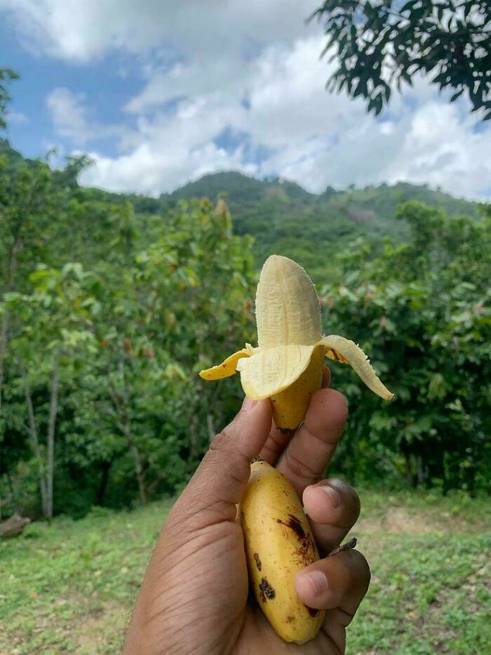 Hand holding a tiny peeled banana outdoors with trees and hills in the background, garden nature joke concept.