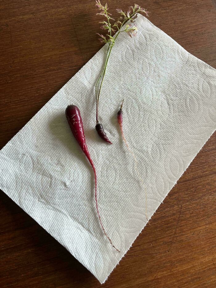 Three tiny carrots with green tops placed on a white napkin illustrating nature’s garden jokes.
