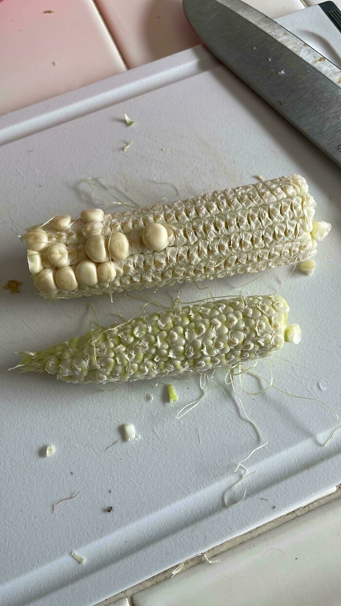 Two ears of corn on a cutting board showing abnormal small and misshapen kernels, a nature gardening surprise.