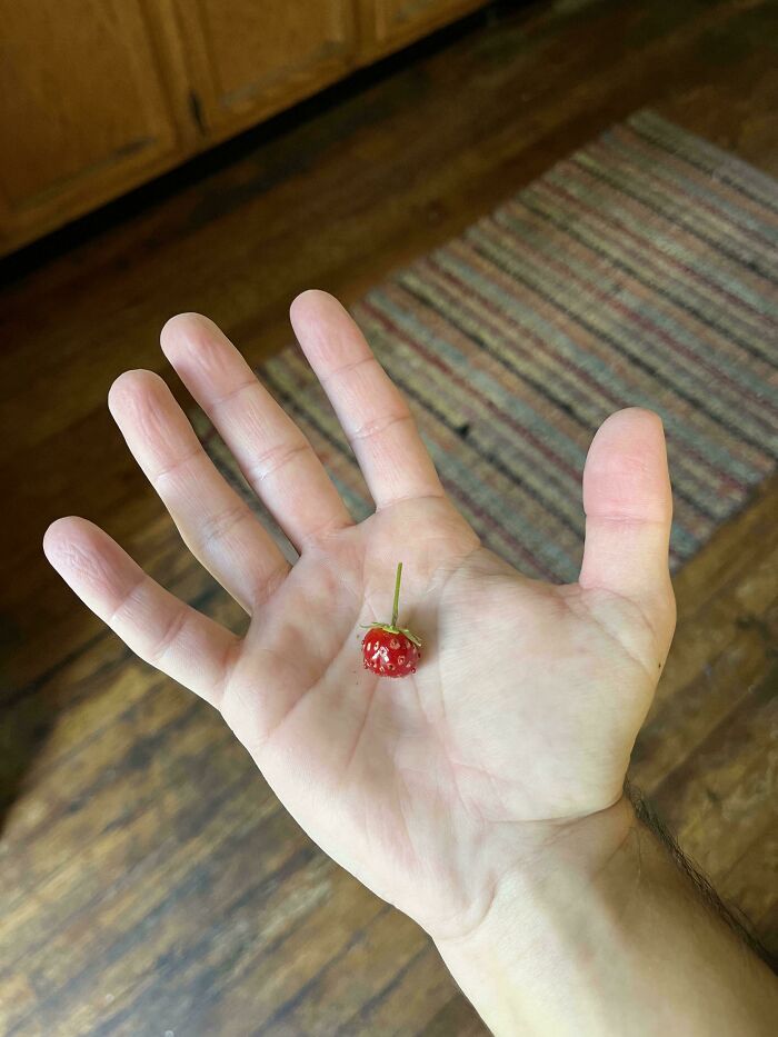 A tiny strawberry held in an open palm showcasing Mother Nature playing a joke on gardeners with small fruits.