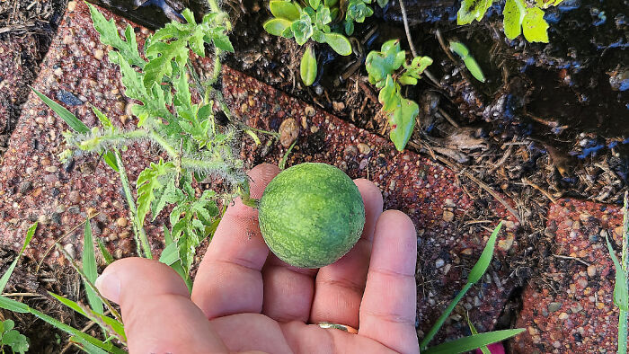 Hand holding an unusually small green tomato in a garden, showcasing nature’s playful tricks on gardeners.