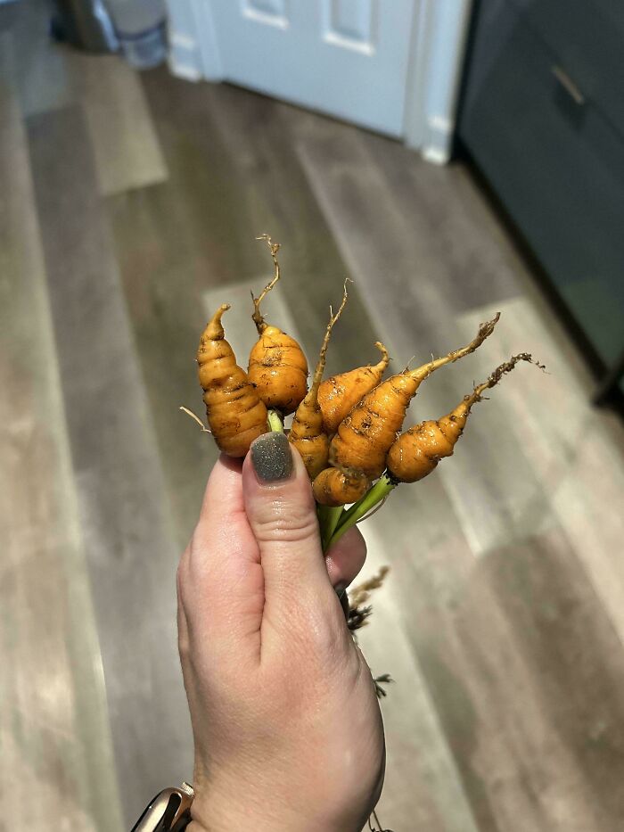 Hand holding a bunch of tiny, twisted carrots, showcasing a garden joke where vegetables appear unusually small.