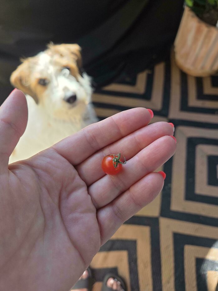 Tiny tomato held in hand showcasing an unusually small size nature joke on gardeners with blurred dog in background.