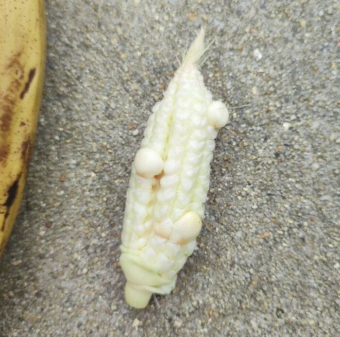 Unusual small corn cob with oddly shaped kernels on a rough surface, showcasing nature’s playful gardening surprises.