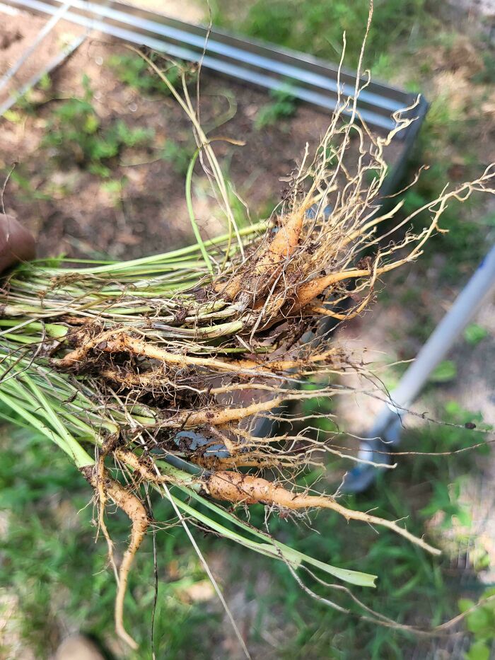Small oddly shaped carrots freshly pulled from the garden, showcasing nature's playful gardening surprises.