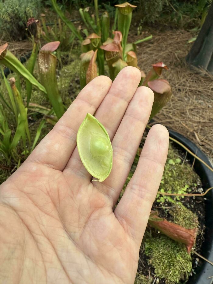 Hand holding a tiny green tomato-like fruit, showcasing nature's small prank on gardeners in a garden setting.