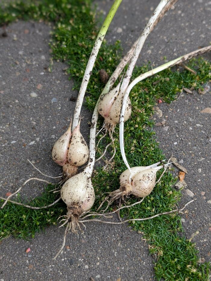 Small white bulb vegetables freshly dug up, covered in dirt, lying on stone pavement with green moss patches nearby.