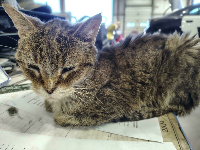 Gray tabby cat resting on papers in a workshop, one of 136 times people saw something moderately interesting to share.
