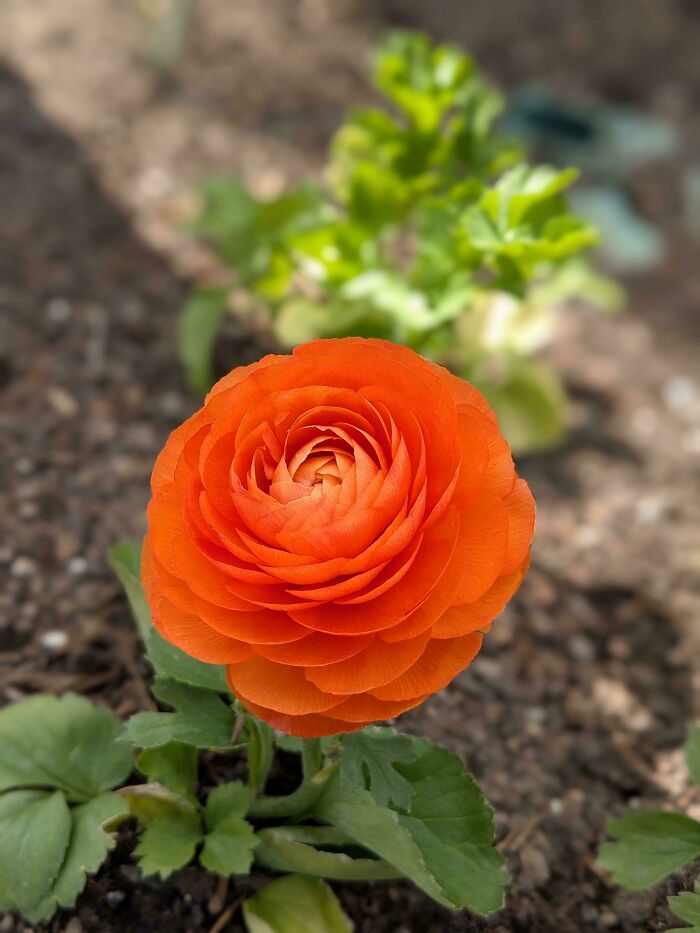 Bright orange flower blooming in garden soil showcasing a moderately interesting natural pattern and vibrant colors.
