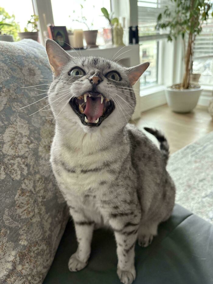 A gray tabby cat with mouth wide open as if meowing loudly, sitting indoors on a couch near a window.