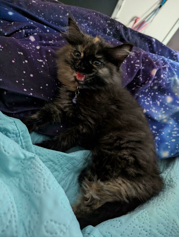 Fluffy tortoiseshell cat mid-meow, lying on patterned blue and galaxy-themed blankets, showing expressive open mouth.