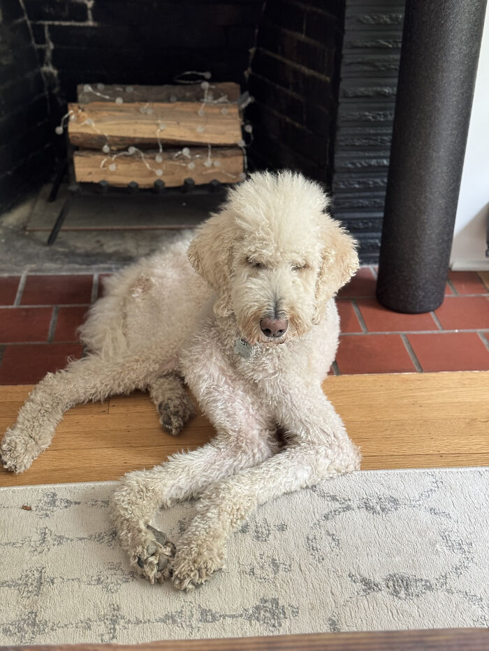 Large curly-haired dog resting on floor by fireplace, showcasing goofy dog behavior and playful personality.