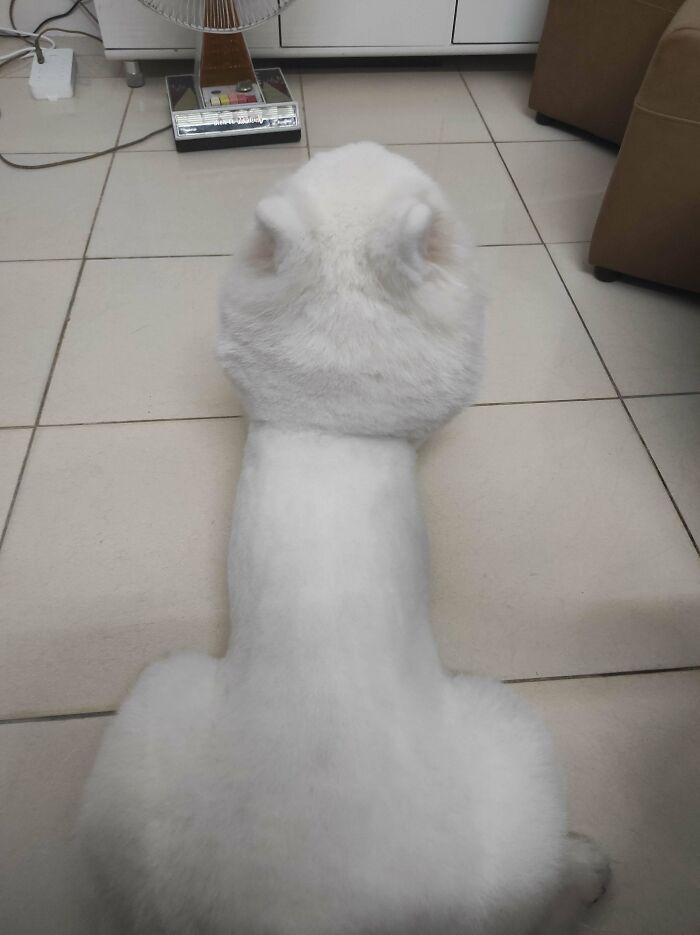 Fluffy white dog styled with a unique haircut resembling a cartoon character from above, showcasing goofy dog humor.