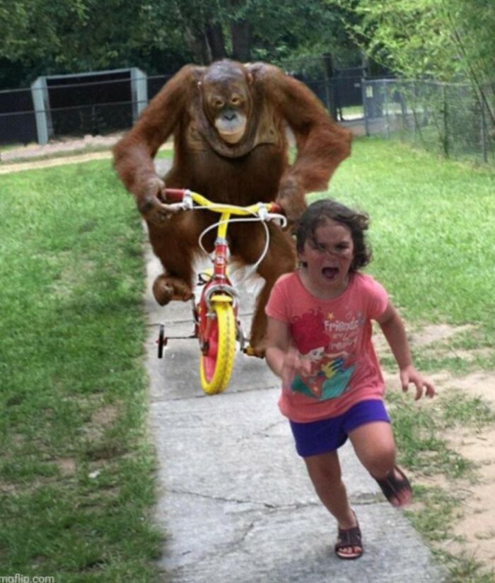 Orangutan riding a bike chasing a screaming child on a sidewalk in a hilariously chaotic animal pic.