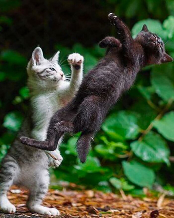 Two playful kittens in a chaotic pose outdoors, capturing hilariously chaotic animal moments in nature.