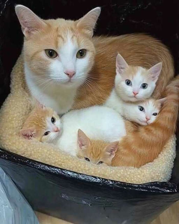 Orange and white cat cuddling with four adorable kittens in a cozy bed, showcasing wholesome cat pics and moments.