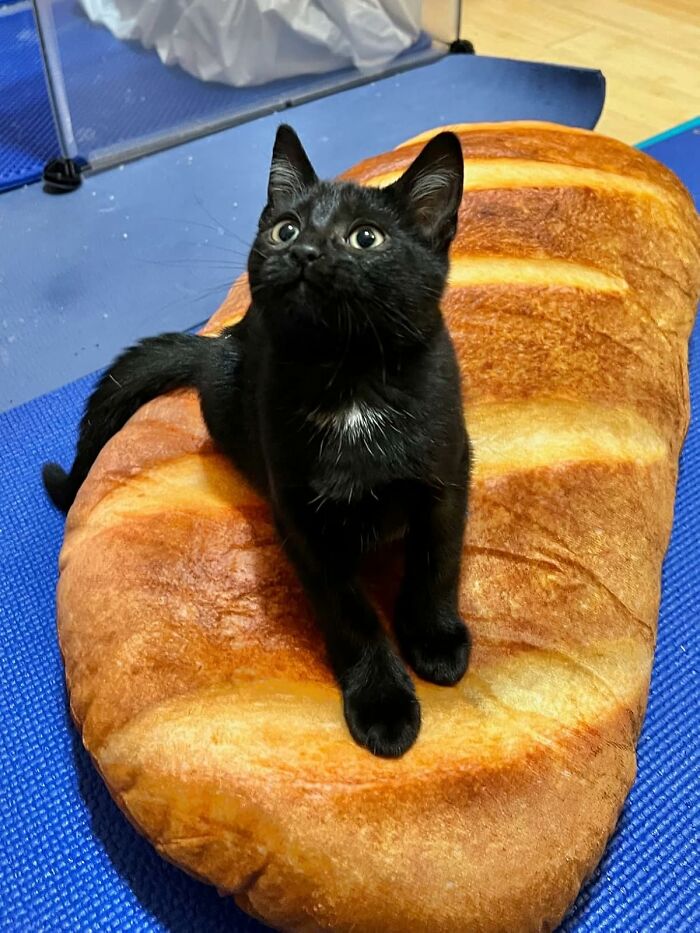Black cat lounging on a bread-shaped cushion, showcasing one of the everyday items with a major personality upgrade.