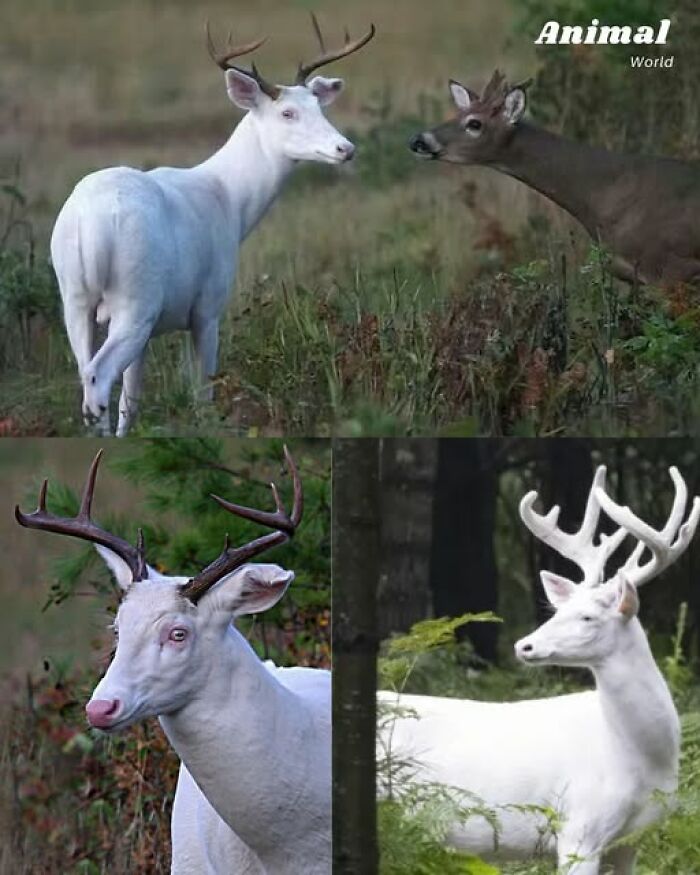 Unique and cute creatures featuring rare white deer with antlers in natural forest settings showcasing nature's beautiful surprises.